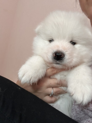 Chiot N°1