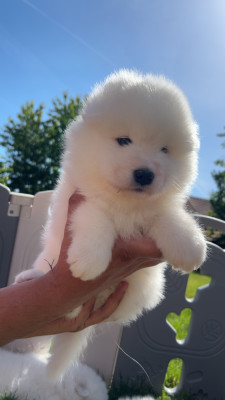Chiot N°4