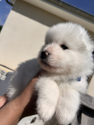 Chiot N°5
