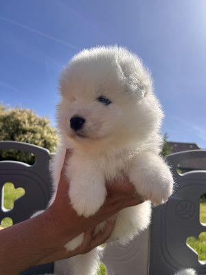 Chiot N°6